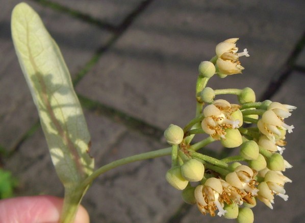 lime flower