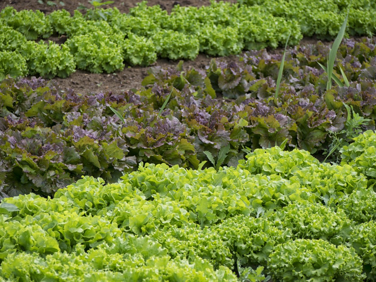 Comment bien débuter son potager ? - Retrouvez nos articles sur le Blog  d'Ambius France