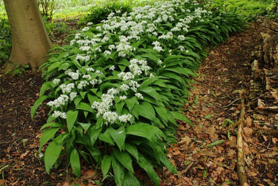 Biologische groentenzaden