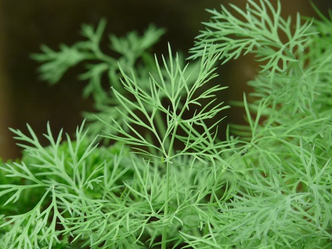 Semences de plantes aromatiques