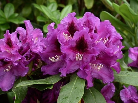 Plantes de terre de bruyère