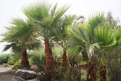 Exotiques & Palmiers