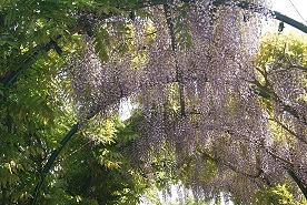 Klimplanten en bodembedekkers