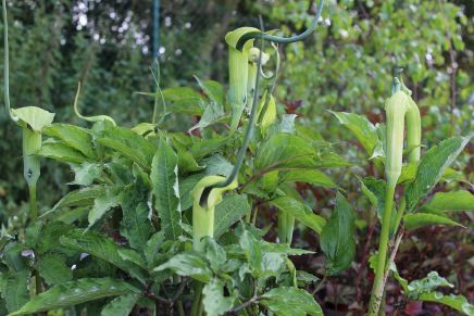 Vaste planten en grassen﻿