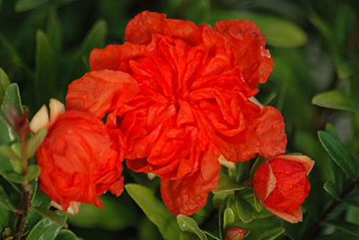 Jeunes plants