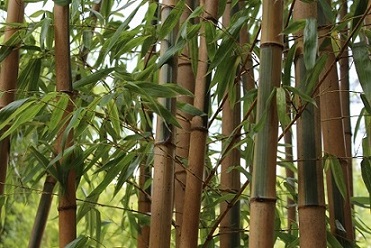 Bamboo