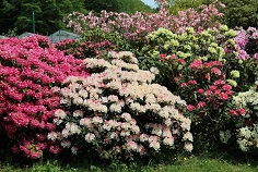 Azalea's en Rododendrons