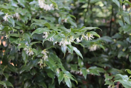 Wintergroene struiken