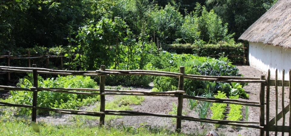 Comment débuter un petit potager ?