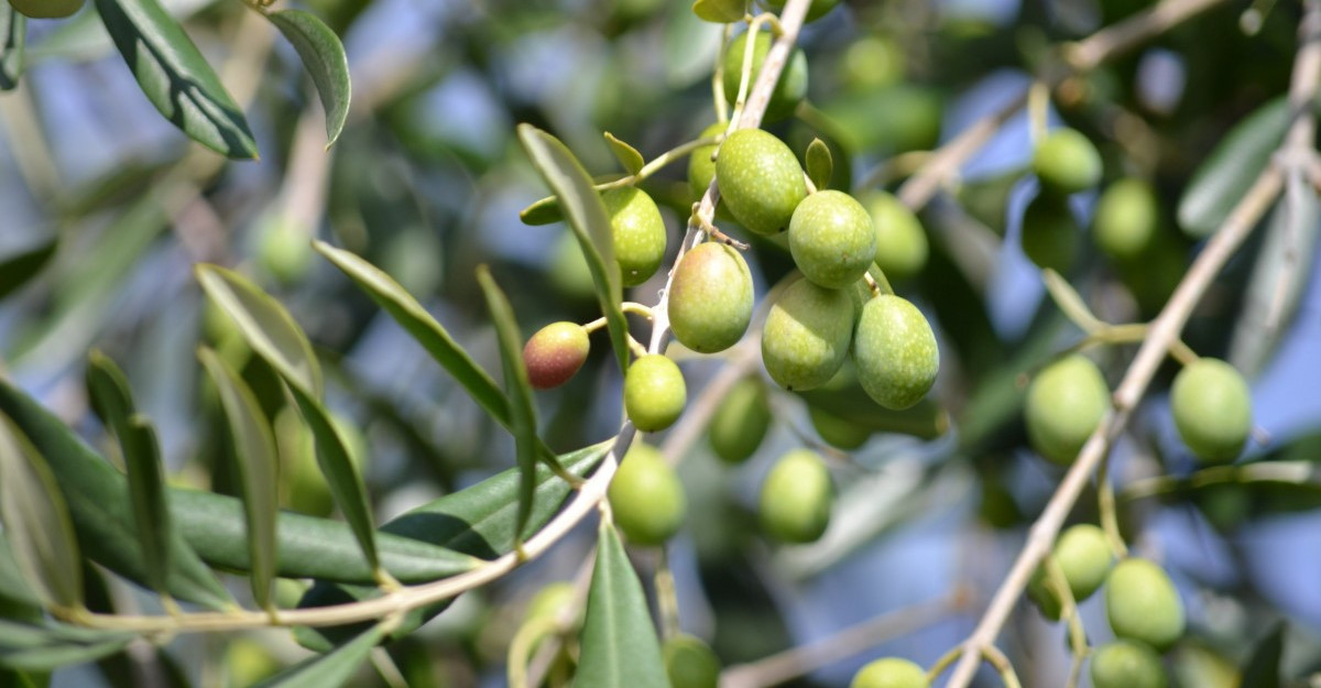 Online kwekerij verkoop van bomen en struiken